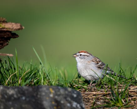 identity verification