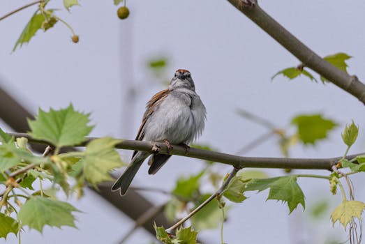 virtual blackjack screen
